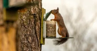 Automatisierte Fütterungssysteme: Lohnt