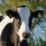 Fruchtbarkeit bei Milchkühen durch