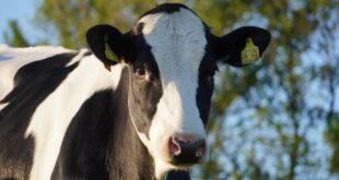 Fruchtbarkeit bei Milchkühen durch