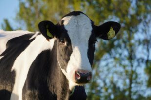Fruchtbarkeit bei Milchkühen durch