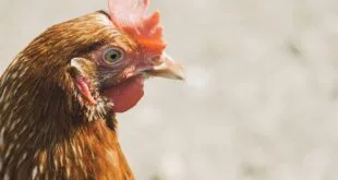 Geflügelpest verhindern: Biosicherheitsmaßnahmen