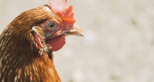 Geflügelpest verhindern: Biosicherheitsmaßnahmen