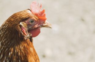 Geflügelpest verhindern: Biosicherheitsmaßnahmen