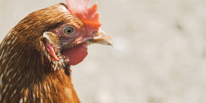 Geflügelpest verhindern: Biosicherheitsmaßnahmen