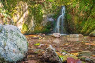 Kälberaufzucht im Fokus