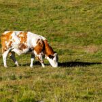 Ketose beim Rind: Früherkennung