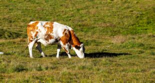 Ketose beim Rind: Früherkennung
