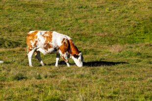 Ketose beim Rind: Früherkennung