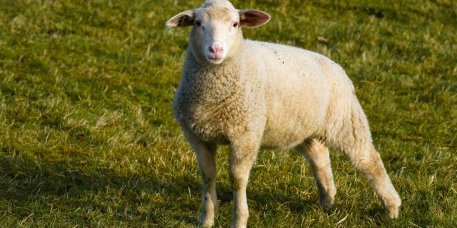 Klauengesundheit verbessern: Ursachen von Lahmheit