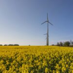 Leistungsstarke Mastbullen: Energiebedarf richtig