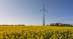 Leistungsstarke Mastbullen: Energiebedarf richtig