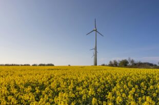 Leistungsstarke Mastbullen: Energiebedarf richtig