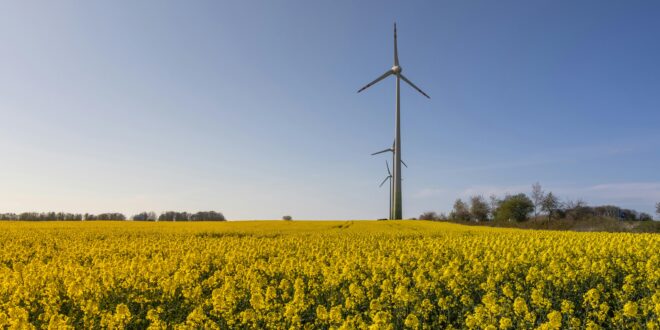 Leistungsstarke Mastbullen: Energiebedarf richtig