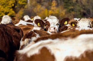 Optimale Rinderfütterung: So steigern