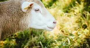 Parasitenbekämpfung beim Schaf: Vorbeugung