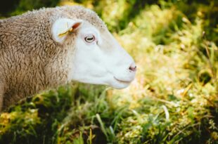 Parasitenbekämpfung beim Schaf: Vorbeugung