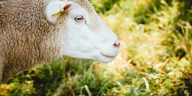 Parasitenbekämpfung beim Schaf: Vorbeugung