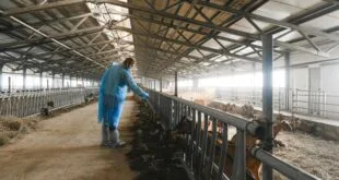 Stallklima optimieren: Atemwegserkrankungen effektiv