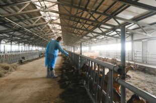 Stallklima optimieren: Atemwegserkrankungen effektiv