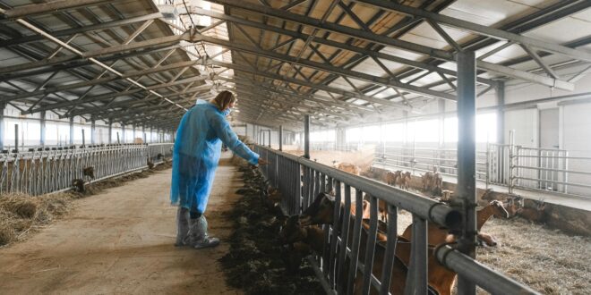 Stallklima optimieren: Atemwegserkrankungen effektiv