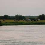 Wasserqualität für Nutztiere