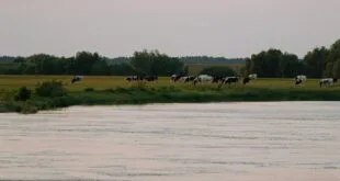 Wasserqualität für Nutztiere