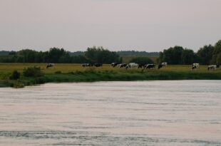 Wasserqualität für Nutztiere